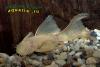 Ancistrus sp. Albino Gold Veil, золотой анциструс, вуалевая форма, самец