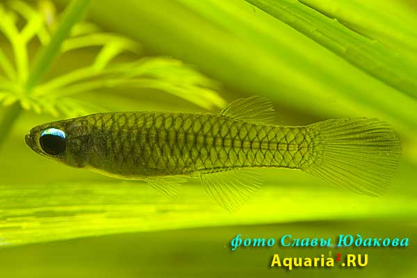 Aplocheilichthys macrophthalmus, большеглазый аплохейлихтис
