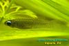 Aplocheilichthys macrophthalmus, большеглазый аплохейлихтис