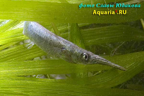 Dermogenys pusilla, бойцовый полурыл