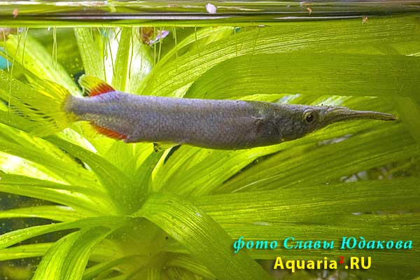 Dermogenys pusilla, бойцовый полурыл