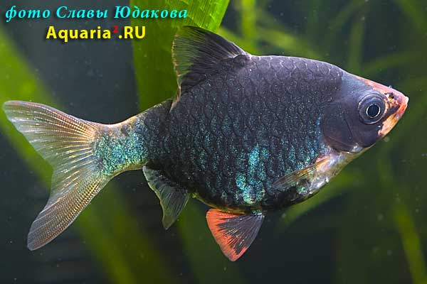 Puntius tetrazona, зеленая форма суматранского барбуса, мшистый барбус, ♀