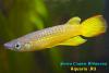 Aplocheilus lineatus, аплохейлус линеатус, золотая форма, ♂