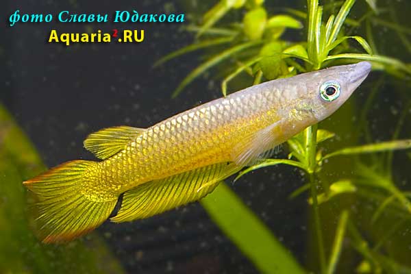 Aplocheilus lineatus, аплохейлус линеатус, золотая форма, ♂