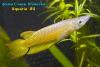 Aplocheilus lineatus, аплохейлус линеатус, золотая форма, ♂