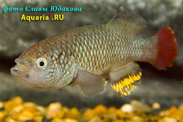 Nothobrachius neumanni 'Bahi Village, TAN RB 05/29', самец