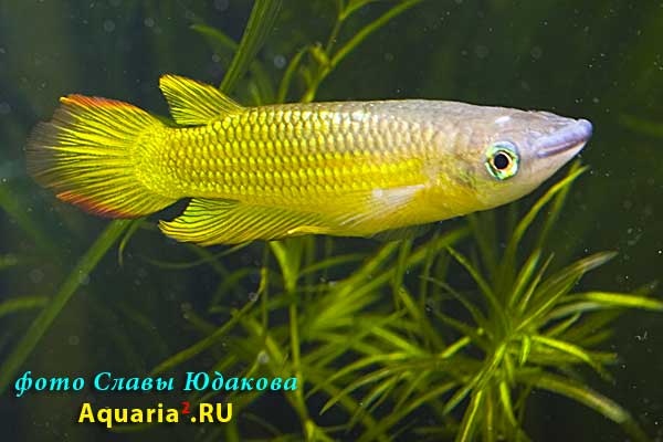 Aplocheilus lineatus, аплохейлус линеатус, золотая форма, ♂