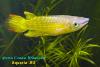 Aplocheilus lineatus, аплохейлус линеатус, золотая форма, ♂