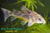 Corydoras paleatus, крапчатый сомик, ♀