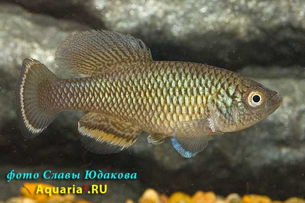 Nothobranchius taeniopygus 'TAN RB 05/33'