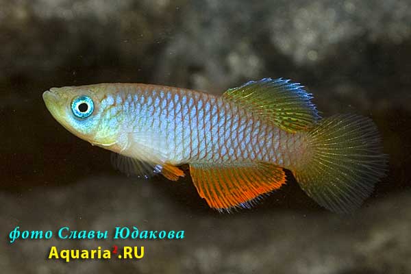 Nothobranchius janpapi 'TAN RB 05/40'