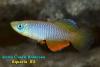 Nothobranchius janpapi 'TAN RB 05/40'