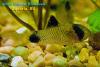 Corydoras panda, коридорас-панда