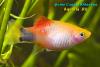 Xiphophorus maculatus "Golden moon", пецилия, золотая форма