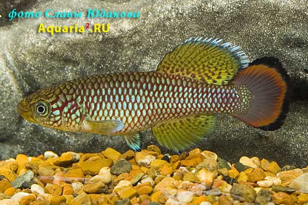 Nothobranchius sp. 'Kiziko, TAN RB 05/47'