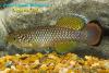 Nothobranchius sp. 'Kiziko, TAN RB 05/47'