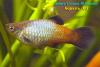 Xiphophorus maculatus "Blue moon", пецилия, лунная форма