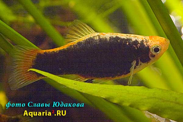 Xiphophorus maculatus "Tuxedo', пецилия, форма "Тукседо"
