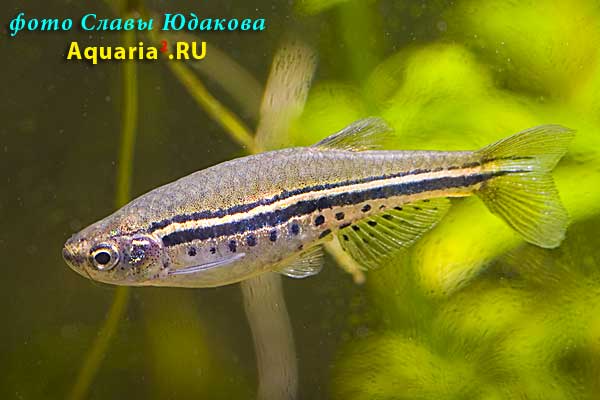 Danio nigrofasciatus, чернополосый данио
