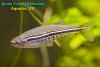 Danio nigrofasciatus, чернополосый данио