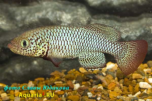 Nothobranchius orthonotus 'Ceramica, MT 03/2'
