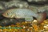 Nothobranchius orthonotus 'Ceramica, MT 03/2'
