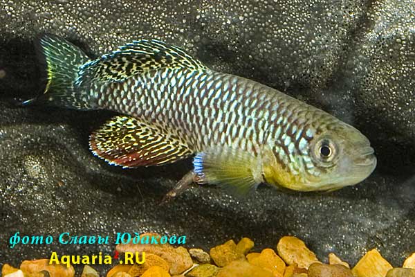 Nothobranchius furzeri 'Gona Re Zhou'