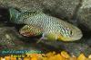Nothobranchius furzeri 'Gona Re Zhou'
