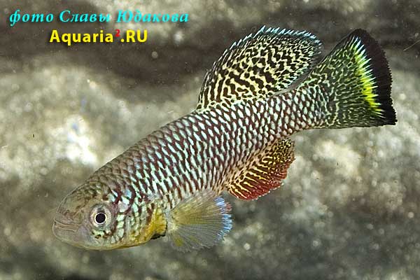 Nothobranchius furzeri 'Gona Re Zhou'