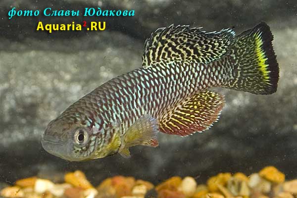 Nothobranchius furzeri 'Gona Re Zhou'