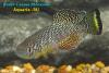 Nothobranchius furzeri 'Gona Re Zhou'