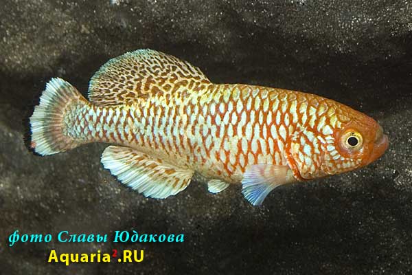 Nothobranchius kafuensis, популяция: скорее всего "Kayuni State Farm", самец