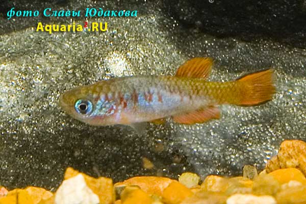 Fundulosoma thierryi