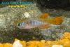 Fundulosoma thierryi