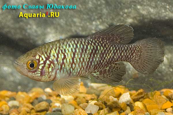 Nothobranchius rachovii "MOZ 99/9"