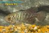 Nothobranchius rachovii "MOZ 99/9"