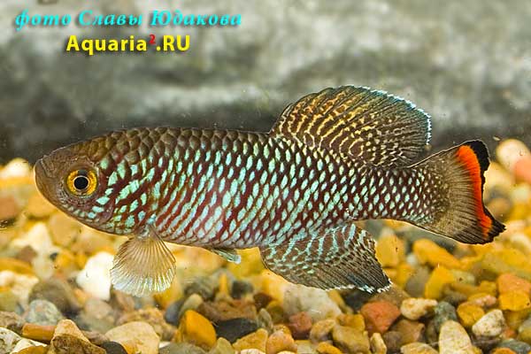 Nothobranchius rachovii "Mazimechopes River MZ 04-2", самец