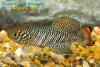Nothobranchius rachovii "Mazimechopes River MZ 04-2", самец