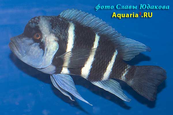Цифотиляпия фронтоза (Cyphotilapia frontosa), самец