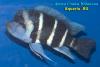 Цифотиляпия фронтоза (Cyphotilapia frontosa), самец