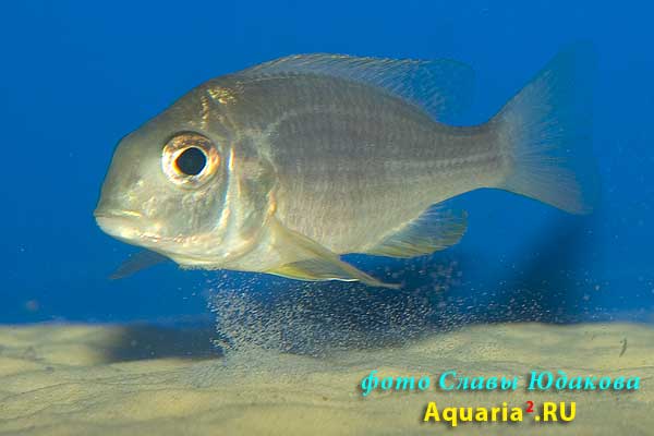 Lethrinops sp., вероятно Lethrinops lethrinus