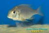 Lethrinops sp., вероятно Lethrinops lethrinus