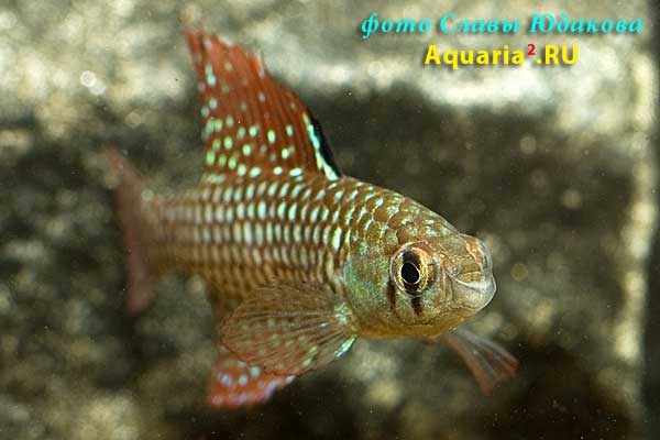 Simpsonichthys reticulatus 'Altamira Xingu'