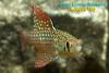 Simpsonichthys reticulatus 'Altamira Xingu'
