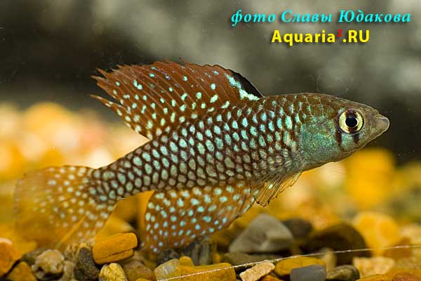 Simpsonichthys reticulatus 'Altamira Xingu'