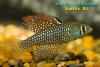 Simpsonichthys reticulatus 'Altamira Xingu'