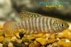 Simpsonichthys suzarti 'South Bahia, CI 99'