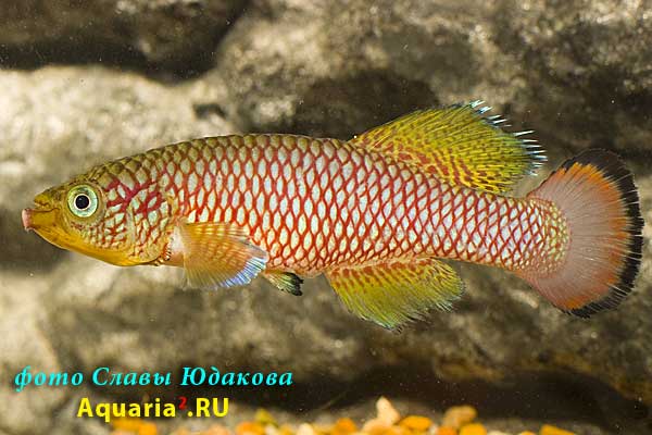 Nothobranchius sp. 'Kiziko, TAN RB 05/47'