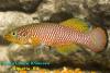 Nothobranchius sp. 'Kiziko, TAN RB 05/47'
