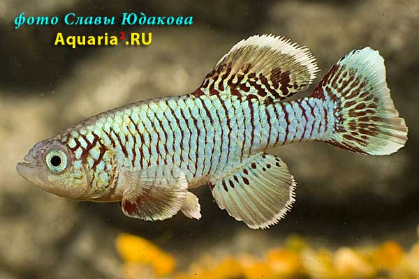 Nothobranchius egersi, голубая форма, самец